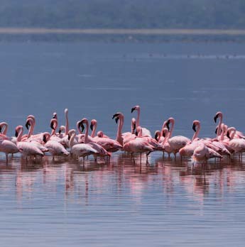 Day 3; Nairobi – Lake Nakuru National Park 