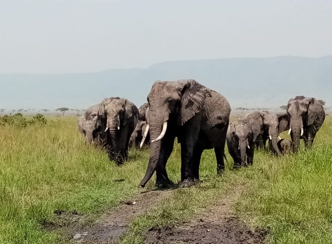 Kenya -Tanzania Wildlife Safari Tour